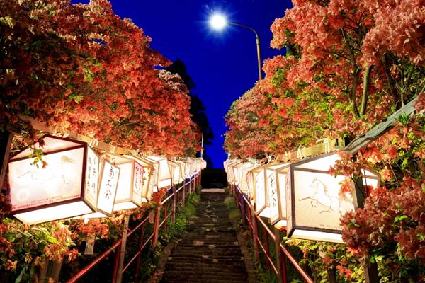 天王杜鵑祭夜間會實施點燈，讓遊客欣賞不一樣的夜杜鵑景色 (圖／aptinet)