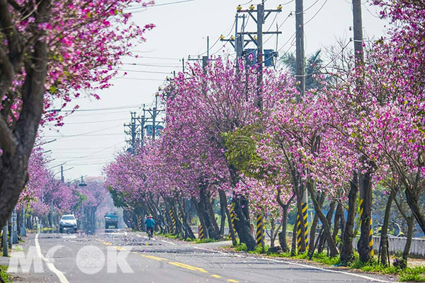 雲林土庫鎮有一條長達2公里的櫻花大道 (圖片提供／molly888666，以下同)