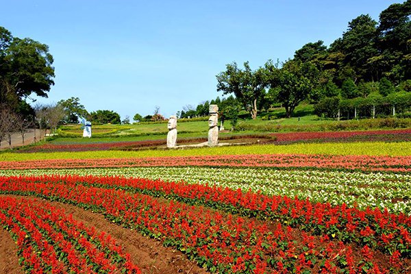 大溪花海農場彩虹花田 (圖／大溪花海農場)