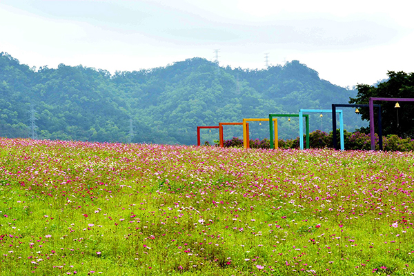 大溪花海農場波斯菊 (圖／大溪花海農場)