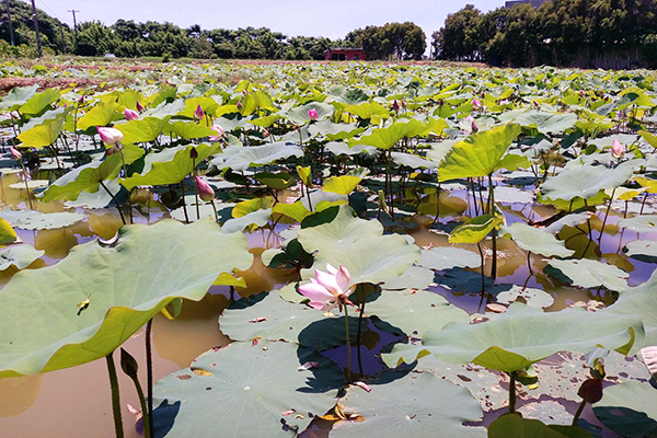 莫內的花園夏季蓮花之美 (圖／莫內的花園)