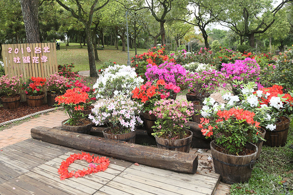 大安森林公園有多品種的杜鵑。(圖／台北市觀傳局)