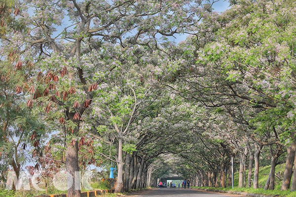 台版目黑川花海也在這  全台五大苦楝樹景點