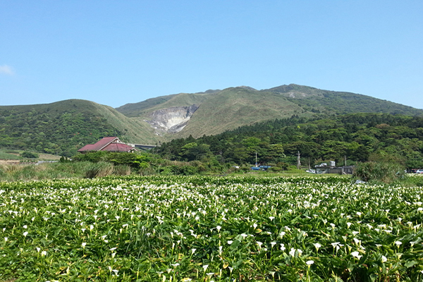 頂湖知名的海芋田 (圖／台北市政府工務局大地工程處)