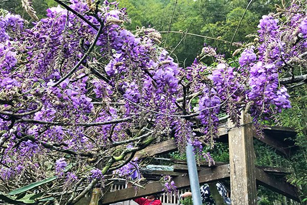 春季還有紫藤花可以欣賞，賞花期約至4月上旬 (圖／遇見彩虹生態村)