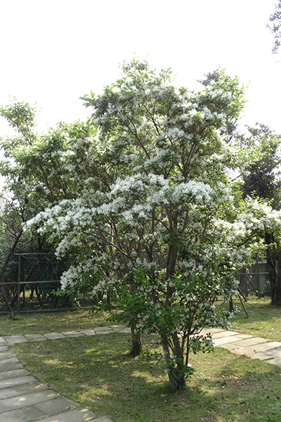 陽明山花卉試驗中心