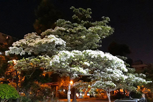 新中公園流蘇花夜景