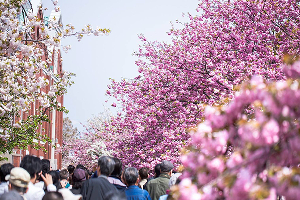 造幣局每年4月中旬左右展開為期一週的櫻花季 (圖／Café de Osaka - 就愛玩大阪)