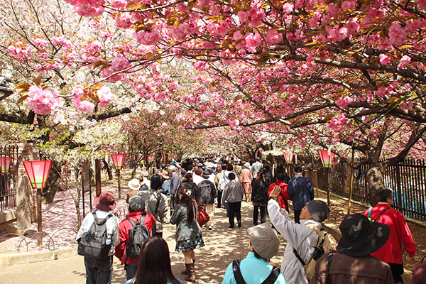 造幣局每年都會選出「年度代表之花」並加以介紹 (圖／大阪觀光局)