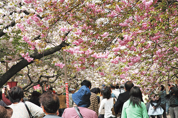 目前造幣局的櫻花約有134個品種、349棵櫻花樹夾道盛開 (圖／大阪觀光局)