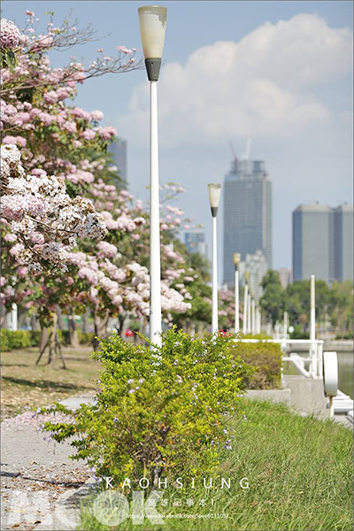 風鈴木每年從農曆年前後至4月，不同路段與區塊陸續開花