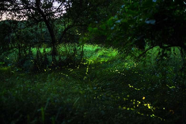 新化林場的林場面積廣大，生態豐富、環境優美且空氣清新，夜間探索生動有趣的螢火蟲，是夜晚一大森林生態饗宴（圖片來源／新化林場）