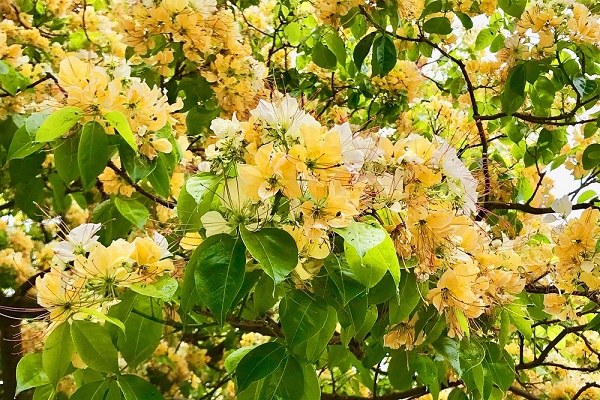 加羅林魚木每年四月便會綻放美麗黃白花朵，吸引眾多網友前來朝聖（圖／台電）