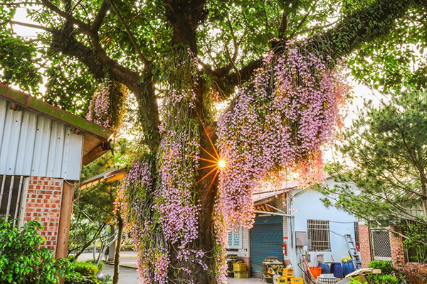 佳鄉庭園餐館有宛如花海瀑布般的石斛蘭盛開 (圖／佳鄉庭園餐館，以下同)