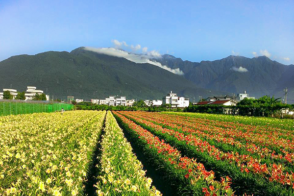 粉色金針花海盛開  秘境花田園區免費參觀