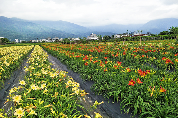 嘉德花田金針花海現況 (圖／嘉德花田，以下同)