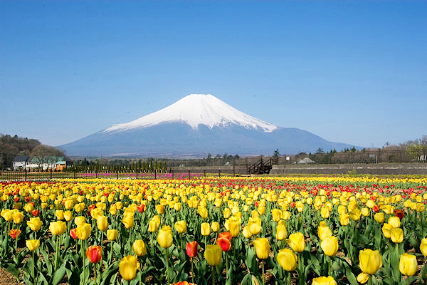 必訪多彩廣角花毯  日本六大鬱金香景點