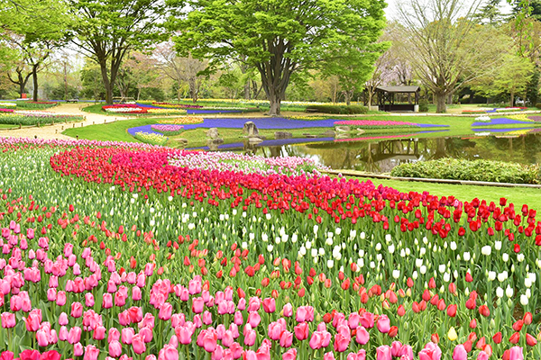 昭和紀念公園鬱金香盛開 (圖／国営昭和記念公園)