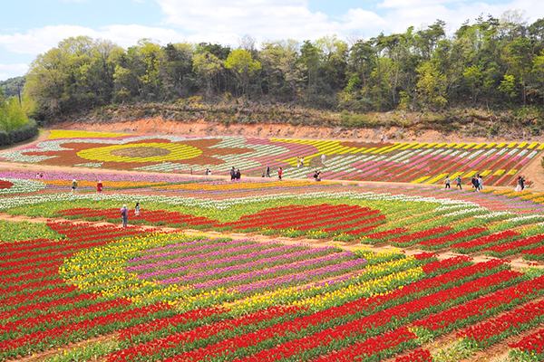 日本規模最大的鬱金香花繪 (圖／世羅高原農場)