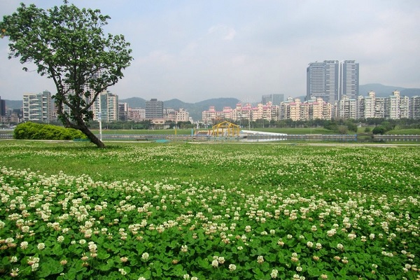 白花三葉草悄然盛開，形成靄靄白雪花毯，美不勝收。（圖／水利工程處）