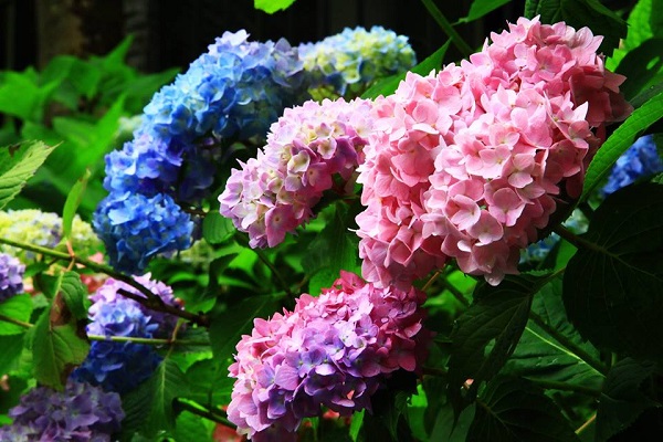 五顏六色的繡球花令人陶醉。