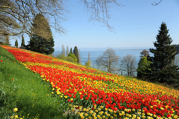 德國邁瑙島 (圖／Insel Mainau)