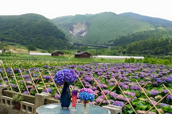 竹子湖周圍有不少的花卉農場，可以欣賞整片繽紛的繡球花海。（圖／財福海芋田）