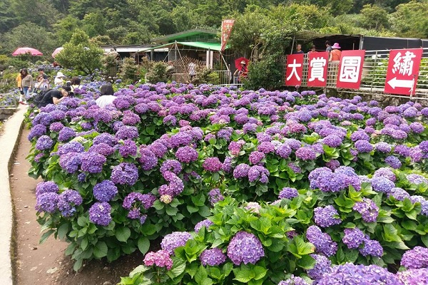 五、六月是欣賞繡球花的最好時機。（圖／大賞園繡球花）