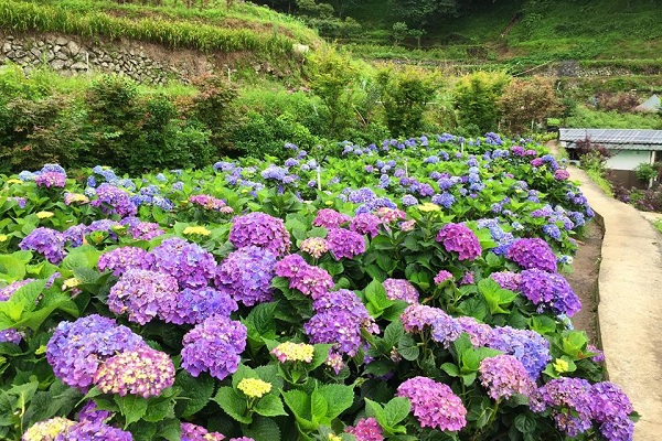 美麗的繡球花海遠拍近拍皆有不同的風情。（圖／大梯田花卉生態農園）