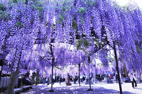 黑木大紫藤花祭典也是日本的賞藤名所 (圖／九州觀光推進機構)