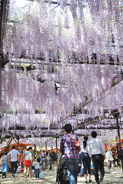 花開時期神社內會舉辦黑木大紫藤祭典 (圖／Feel Fukuoka Japan)