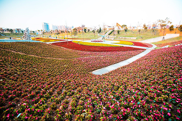 大片繽紛花海公園  都市賞花打卡新熱點