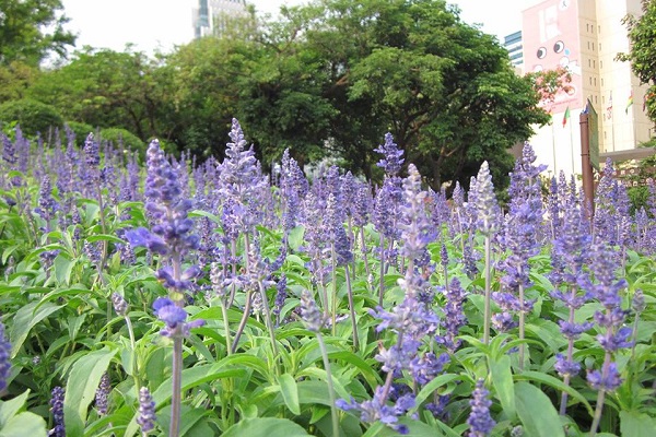 台北市內也有賞花好去處，市民廣場前開出紫色動人花海。（圖／臺北新花漾）