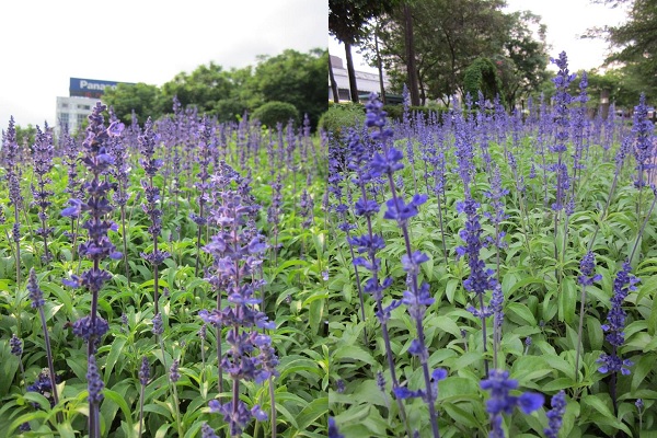 粉萼鼠尾草浪漫綻放，有如北海道薰衣草般迷人。（圖／臺北新花漾）