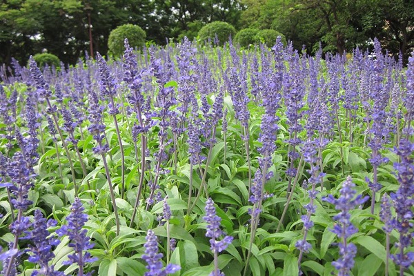 粉萼鼠尾草常與薰衣草搞混，兩者接受熱愛賞花遊客喜愛。（圖／臺北新花漾）