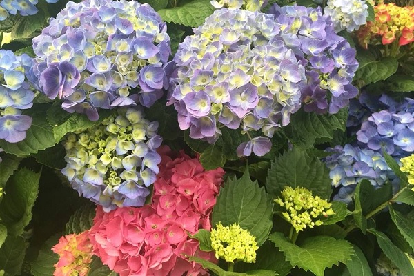 繡球花海五顏六色，讓海內外遊客皆喜愛不已。（圖／花露農場）