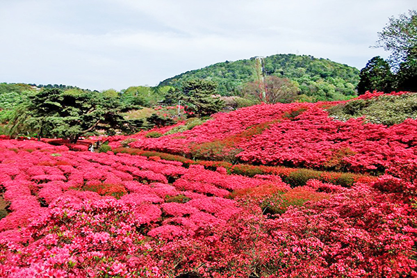 360度花海美景盡收眼底  日本浪漫杜鵑花公園