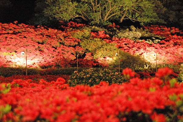 小室山公園夜景十分迷人