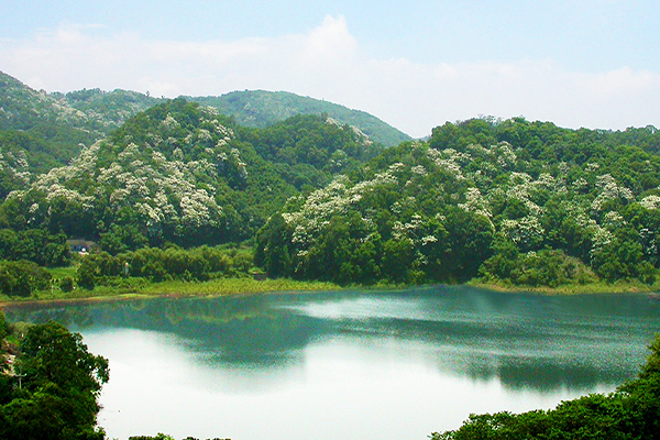 湖光山色賞桐區