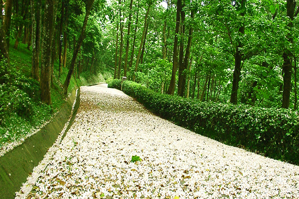 白色花毯賞桐區-三陽開泰步道