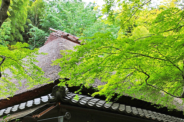 祇王寺青楓 (圖／photo-AC)