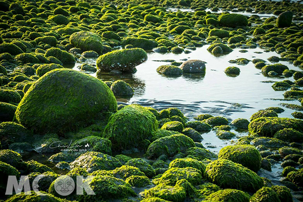 苑裡沙灘綠藻美景 (圖片提供／齊魯)