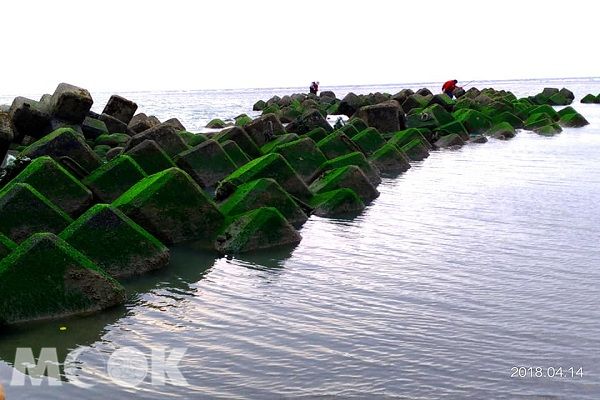 香山濕地綠藻覆蓋消波塊 (圖片提供／‎吳曉霞)
