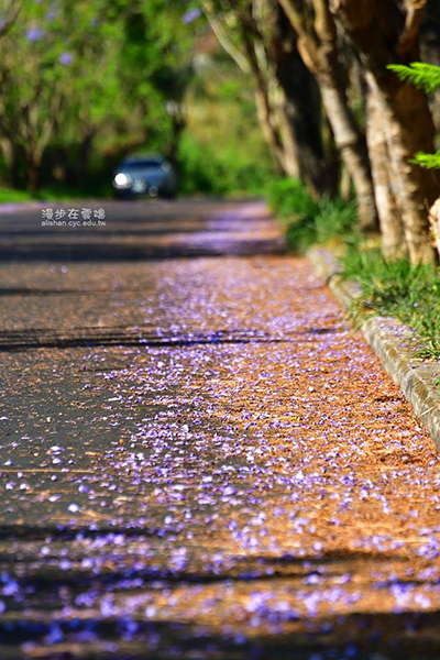 藍紫色的花朵鋪天蓋地 (圖／漫步在雲端的阿里山)