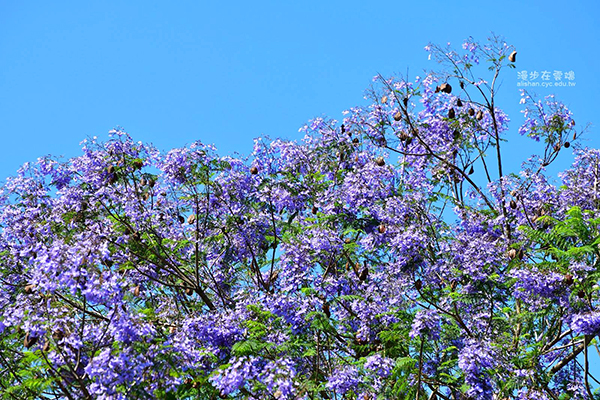 每年四至五月藍紫花朵盛開 (圖／漫步在雲端的阿里山)