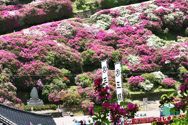 三隅公園每年5月舉辦為期數日的杜鵑花節