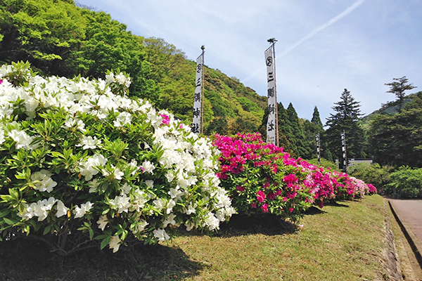 園區佔地4.5公頃，種植約5萬株的杜鵑花