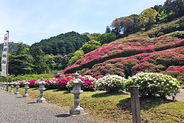 三隅公園杜鵑花節是日本中國地區的賞花勝地