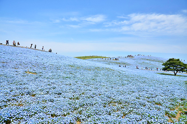 國營日立海濱公園琉璃唐草花海 (圖／国営ひたち海浜公園)