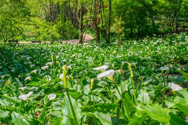 福壽山農場因地勢較高，擁有全台灣最長的海芋賞花期（圖／福壽山農場，以下同）